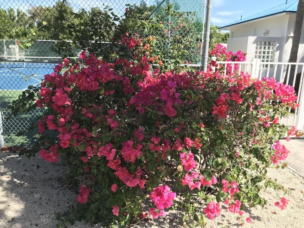 Tropical Daze Oceanfront Paradise Tavernier Luaran gambar
